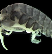 Image result for "ischyrocerus Anguipes". Size: 180 x 183. Source: researcharchive.calacademy.org