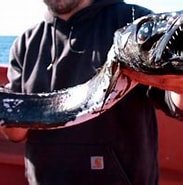 Afbeeldingsresultaten voor Zwarte Haarstaartvis. Grootte: 183 x 150. Bron: www.descna.com