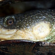 Image result for Echinomacrurus mollis Geslacht. Size: 184 x 185. Source: www.flickriver.com
