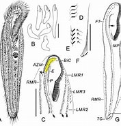 Afbeeldingsresultaten voor "trichototaxis Crassa". Grootte: 177 x 185. Bron: www.researchgate.net