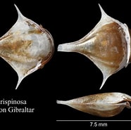Image result for "diacria Trispinosa". Size: 186 x 185. Source: www.marinespecies.org