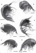 Afbeeldingsresultaten voor "lestrigonus Bengalensis". Grootte: 127 x 185. Bron: www.semanticscholar.org