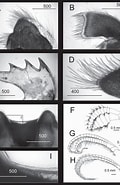 Afbeeldingsresultaten voor Trianguloscalpellum hirsutum. Grootte: 120 x 185. Bron: www.researchgate.net