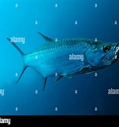 Afbeeldingsresultaten voor "tarpon Atlanticus". Grootte: 174 x 185. Bron: www.alamy.com