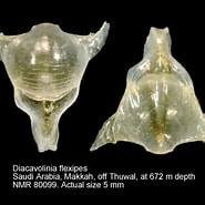 Afbeeldingsresultaten voor "diacavolinia Flexipes". Grootte: 185 x 185. Bron: www.marinespecies.org