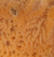 Afbeeldingsresultaten voor "myxilla Rosacea". Grootte: 176 x 185. Bron: www.aphotomarine.com