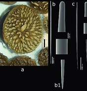 Image result for "radiella Hemisphaerica". Size: 176 x 185. Source: www.researchgate.net