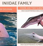 Image result for Iniidae. Size: 174 x 185. Source: www.animalwised.com