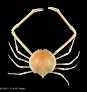 Image result for Parilia major. Size: 175 x 185. Source: www.crustaceology.com