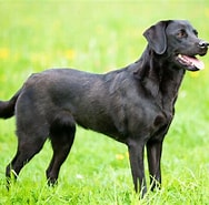 Image result for Labrador Retriever Egenskaper. Size: 188 x 185. Source: www.futterhaus.de