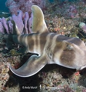 Image result for "heterodontus Japonicus". Size: 174 x 185. Source: www.sharksandrays.com