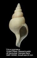 Image result for Colus pygmaeus. Size: 120 x 185. Source: www.marinespecies.org