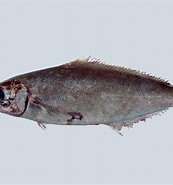 Afbeeldingsresultaten voor "centrolophus Niger". Grootte: 173 x 185. Bron: fishesofaustralia.net.au