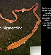 Afbeeldingsresultaten voor Nemertina. Grootte: 174 x 185. Bron: www.bio.fsu.edu