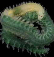 Image result for "pseudomystides Limbata". Size: 176 x 185. Source: www.aphotomarine.com