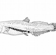 Image result for Odontostomops Normalops Stam. Size: 189 x 185. Source: fishesofaustralia.net.au