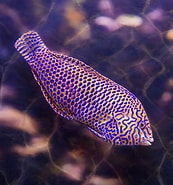 Image result for "pterosmaris Melanurus". Size: 173 x 185. Source: pixels.com