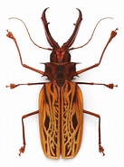 Afbeeldingsresultaten voor "pleistacantha Cervicornis". Grootte: 137 x 185. Bron: www.pinterest.com