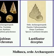 Afbeeldingsresultaten voor Archaeogastropoda. Grootte: 179 x 185. Bron: www.youtube.com