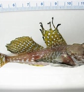 Image result for "artediellus Uncinatus". Size: 170 x 185. Source: www.marinespecies.org