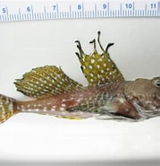 Image result for "artediellus Uncinatus". Size: 179 x 185. Source: www.marinespecies.org