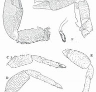 Afbeeldingsresultaten voor "homoioplax Haswelli". Grootte: 192 x 185. Bron: www.researchgate.net