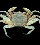 Afbeeldingsresultaten voor "ilyograpsus Paludicola". Grootte: 165 x 185. Bron: www.crabdatabase.info
