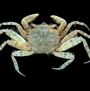 Image result for "ilyograpsus Paludicola". Size: 183 x 185. Source: www.crabdatabase.info