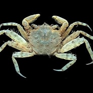 Image result for "ilyograpsus Paludicola". Size: 185 x 185. Source: www.crabdatabase.info