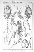 mida de Resultat d'imatges per a "diastylis Echinata".: 118 x 185. Font: commons.wikimedia.org