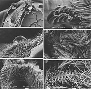 Image result for "thysanopoda Microphthalmia". Size: 188 x 185. Source: www.researchgate.net