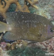 Bildresultat för "stegastes Fuscus". Storlek: 176 x 185. Källa: reeflifesurvey.com