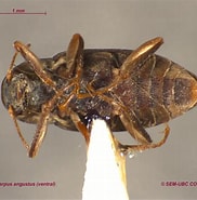 Image result for "mesorhabdus Angustus". Size: 182 x 185. Source: www.zoology.ubc.ca