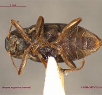 Image result for "mesorhabdus Angustus". Size: 199 x 185. Source: www.zoology.ubc.ca