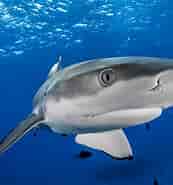 Blacktip Shark Identification 的图像结果.大小：173 x 185。 资料来源：topdive.com