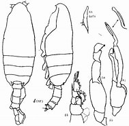 Image result for "pseudochirella Pacifica". Size: 189 x 185. Source: copepodes.obs-banyuls.fr