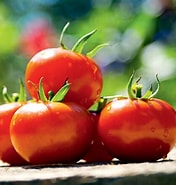 Image result for La Tomato. Size: 176 x 185. Source: hub.suttons.co.uk