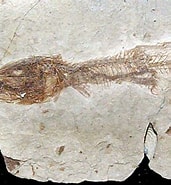 Image result for Glossanodon. Size: 171 x 185. Source: www.steinkern.de