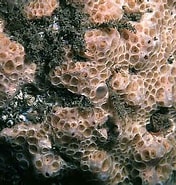 Image result for "hemimycale Columella". Size: 176 x 185. Source: www.habitas.org.uk