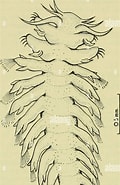 Afbeeldingsresultaten voor Lopadorrhynchus krohnii Klasse. Grootte: 120 x 185. Bron: www.alamy.com