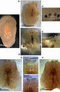 Image result for "leptoplana Schizoporellae". Size: 120 x 185. Source: www.researchgate.net