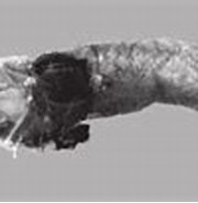 Bathyprion Danae Stam に対する画像結果.サイズ: 180 x 75。ソース: www.researchgate.net