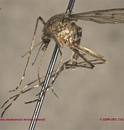 Afbeeldingsresultaten voor "chirundina Alaskaensis". Grootte: 176 x 185. Bron: www.zoology.ubc.ca