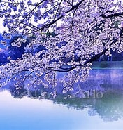 広沢池 桜 に対する画像結果.サイズ: 176 x 185。ソース: www.aflo.com