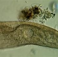 Afbeeldingsresultaten voor "gruberia Lanceolata". Grootte: 186 x 128. Bron: www.gbif.org