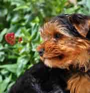Image result for World Dansk Fritid Husdyr Hunde racer Terrier. Size: 180 x 185. Source: pxhere.com