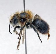 Image result for "autolytus Inermis". Size: 193 x 185. Source: www.bee-finder.ch