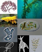 Image result for Protoctista In The World. Size: 150 x 185. Source: lambdageeks.com