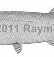 Image result for "alepocephalus Bairdii". Size: 176 x 94. Source: watlfish.com