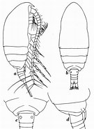 Image result for "parvocalanus Scotti". Size: 135 x 185. Source: copepodes.obs-banyuls.fr